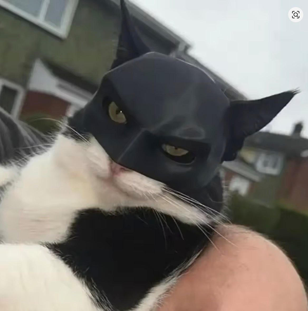 Maschera Batman per gatto Halloween Accessorio cosplay virale